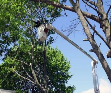 Tree Service & Removal Mineola